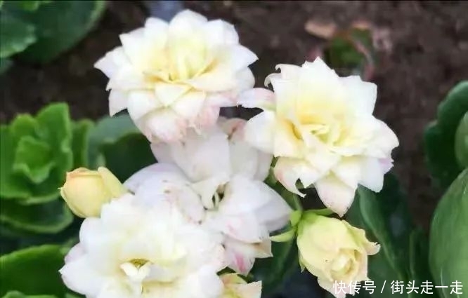 45种长寿花,个个都美爆了,你家养了多少种?