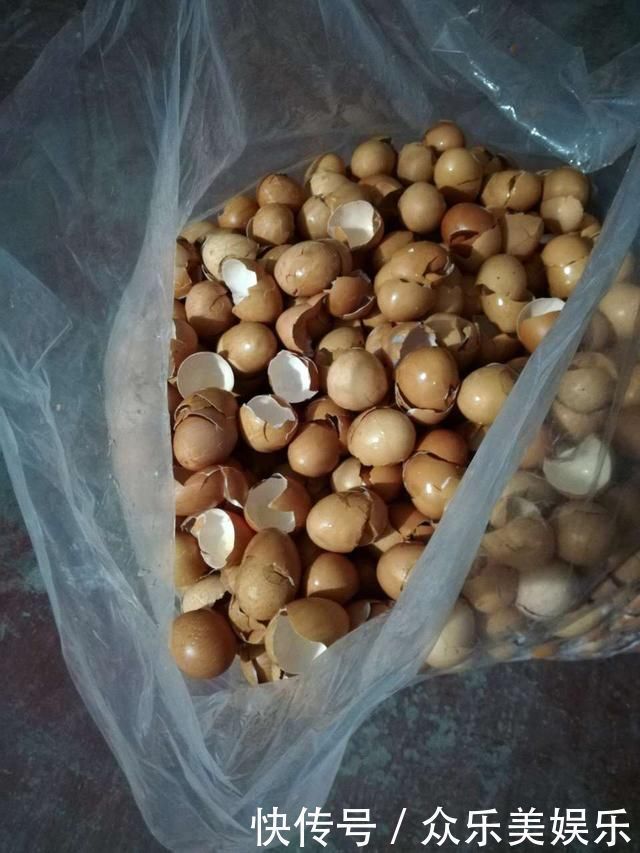 鸡蛋壳|养花想用“鸡蛋壳”学会2个小技巧，肥效足、不生虫子