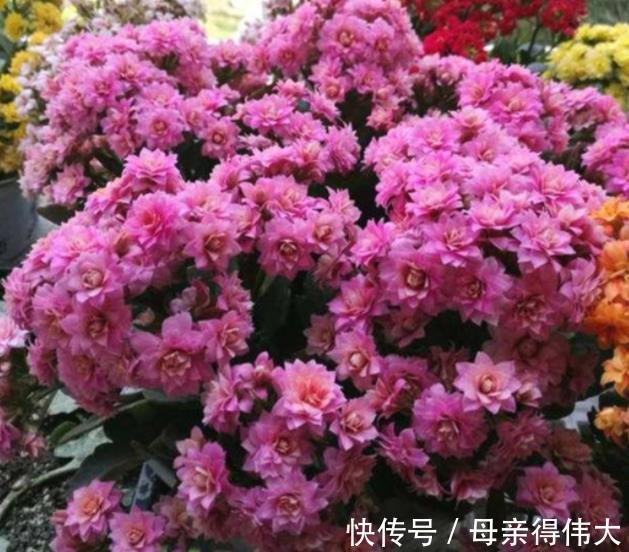 11月长寿花长花苞后，1个动作“催一催”，轻松爆花美极了