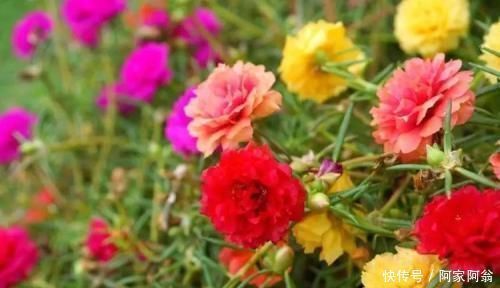 花卉|花盆里垫点这东西，营养土都不用买，养花全年不烂根