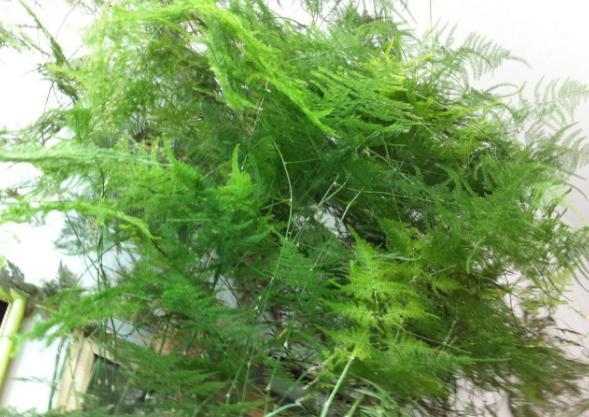 花友们|家庭养文竹,用对这3样东西,根叶越长越旺盛繁茂