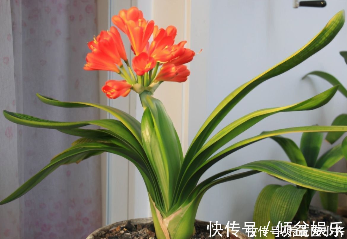 闷根|养君子兰有“六怕”,你知道吗?新手一定要避开