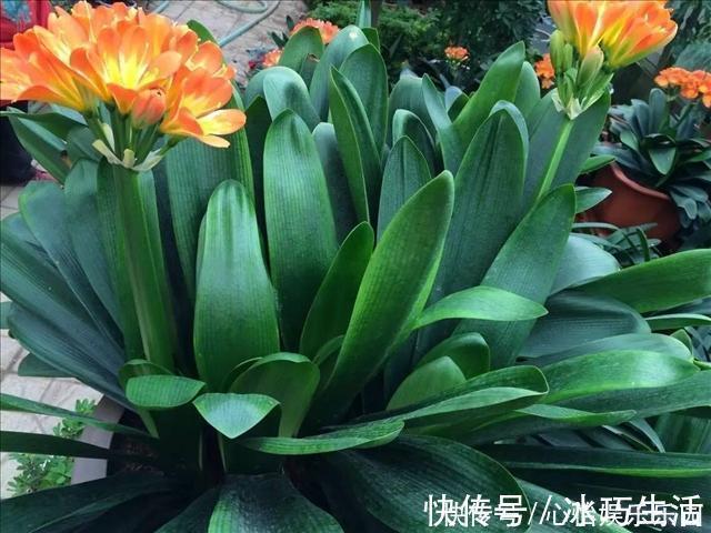 兰科类|君子兰的正确养殖方法,不要再乱养君子兰了进来看一下正确方法