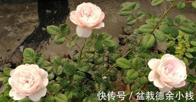 光照|月季花中的“女王”,想要养好它,需要注意8个方面