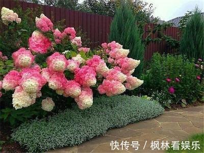 叶片|5种花最怕晒,天天不见光,开花却火爆,一朵一朵炸花球