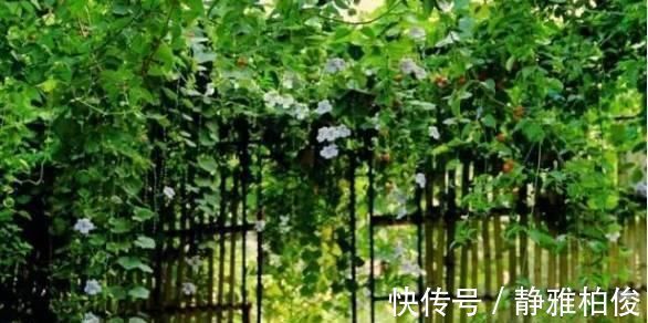 养护|这5种花种在家里一不小心就变成了花海
