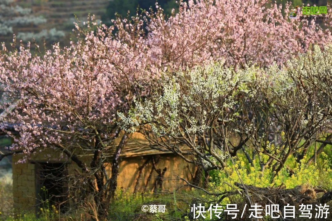 南疆|快开啦！这些地方的春景正在悄悄席卷全国，大气又美丽，别错过