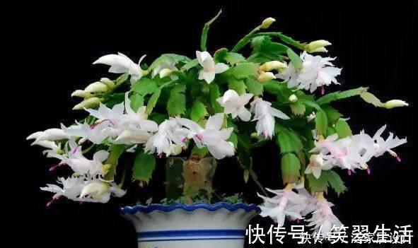 花蕾|蟹爪兰这么浇水，不仅不死，反而长的更好了