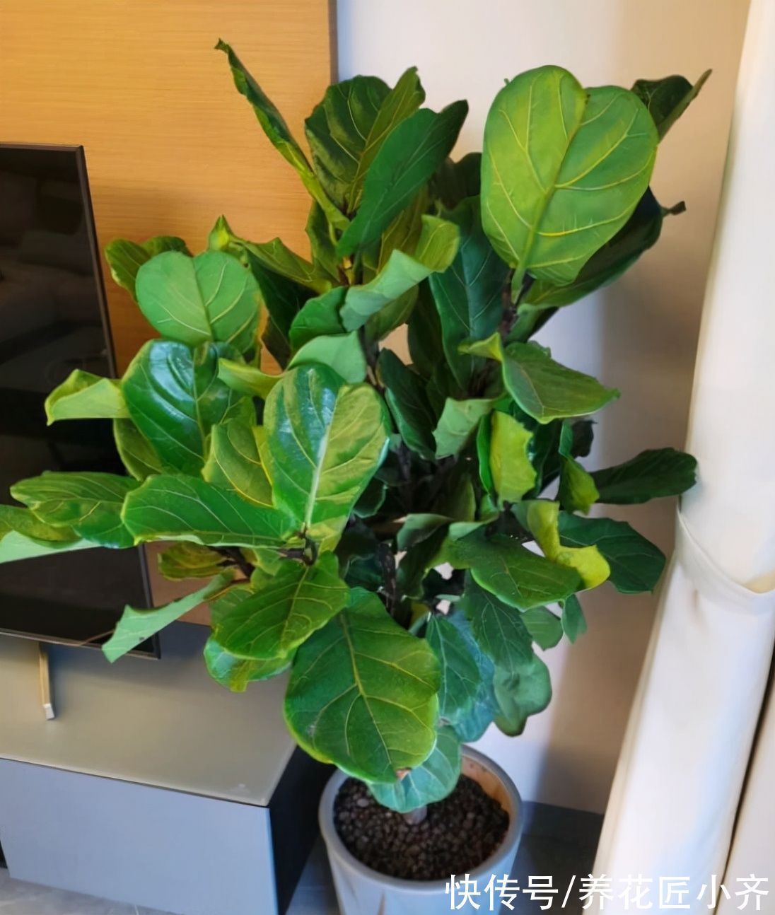 养花不要认为很难，只要记住“五个字”，养啥都能养好