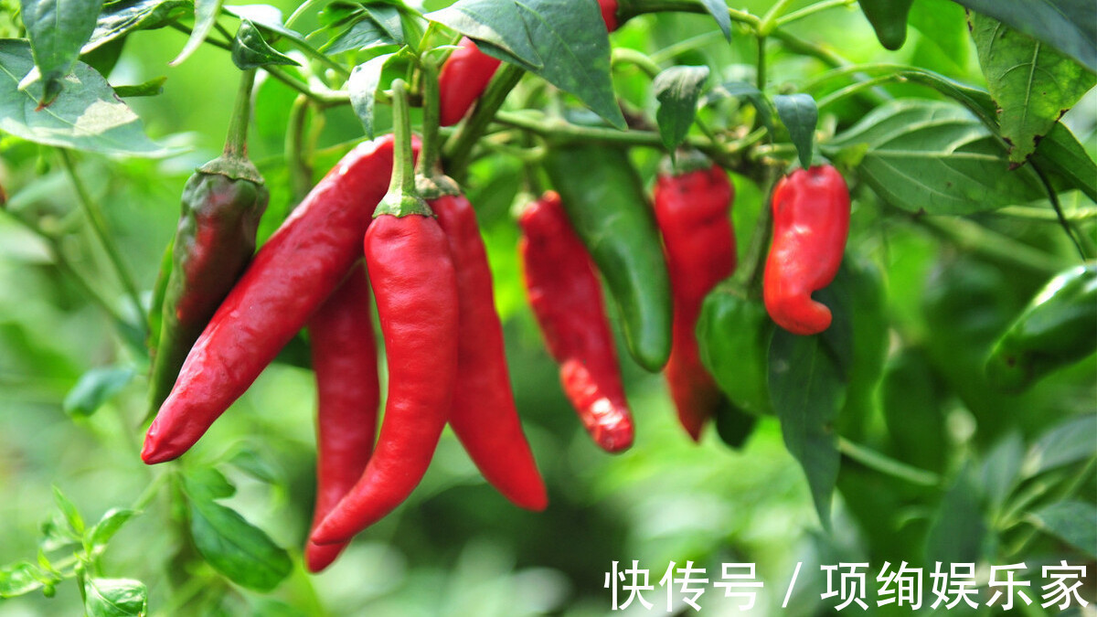 想吃|腌辣椒想吃不用出去买，教你3个小技巧，香辣味十足，好吃又下饭