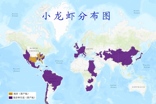 日本人虾|引入94年,日本人虾大战完败,被定为外来物种,为何我国还要进口