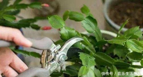 这2种花最好开春扦插,一片叶子长出一盆,今年开花不成问题!