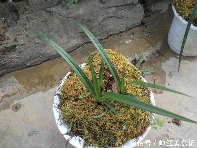 花店|山上也能寻得“好兰花”，看准这5点，找到比花店还好的兰花！