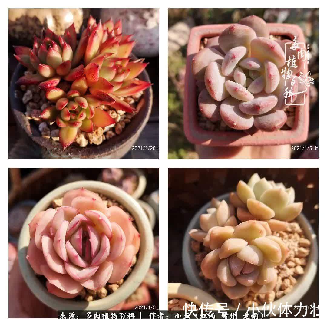 懵懵懂懂入肉坑，跌跌撞撞养多肉