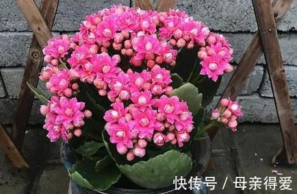 11月养长寿花，教你这2招，30天长满花苞，开成大花球