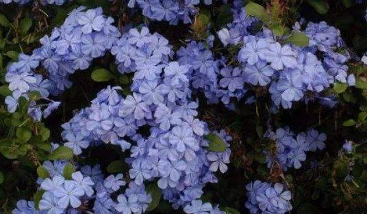 种花|惹人喜欢的4种花,形似玫瑰花,花期长还很好养