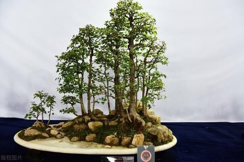 肥料|买盆景学问大,栽种环境、合适的树种,都要考虑周到,莫“踩坑”