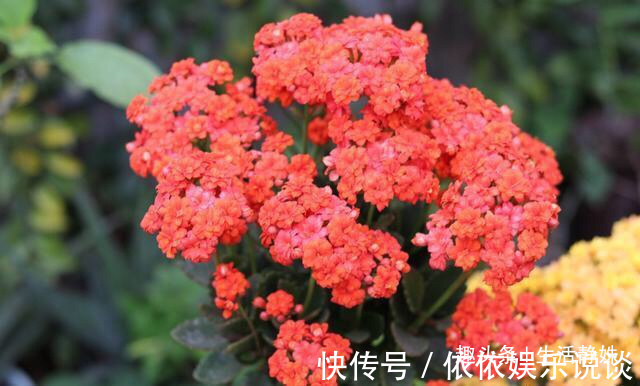 长寿花小苗,养护只需“3步”,一盆开花几百朵,变成“小花球”