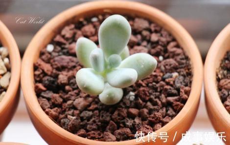 养花人最忌讳的5种行为，只要做其中1种，你的盆栽必死无疑