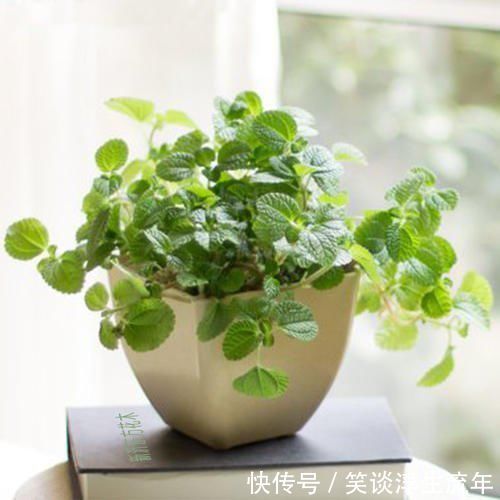 常春藤|远离二手烟烦恼,就养它们,让家里空气清新!