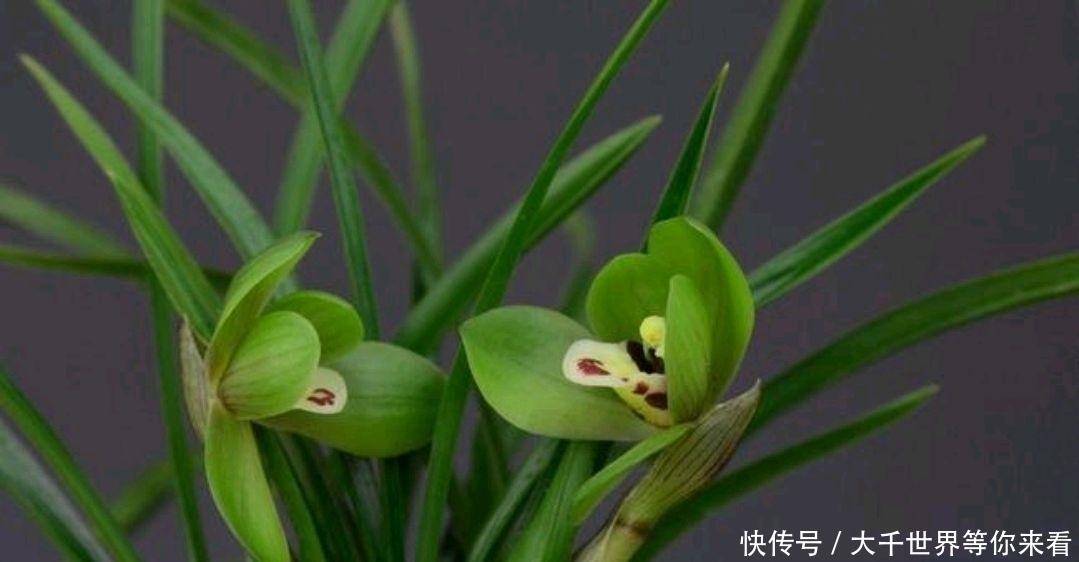 养护春蕙兰，这几点做不到，小心消苞