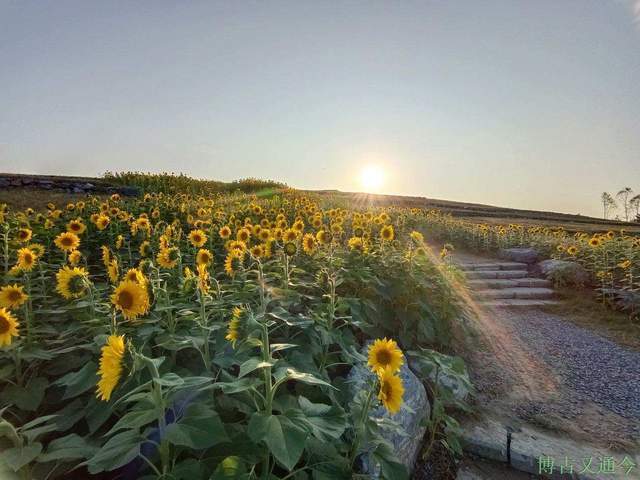 金色季节之温榆河公园西园（上）， 万朵葵花向阳开