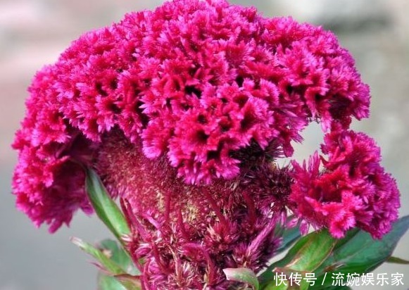 常吃|大夫提醒常吃以下野菜，能美容养颜，利于减肥，防治便秘