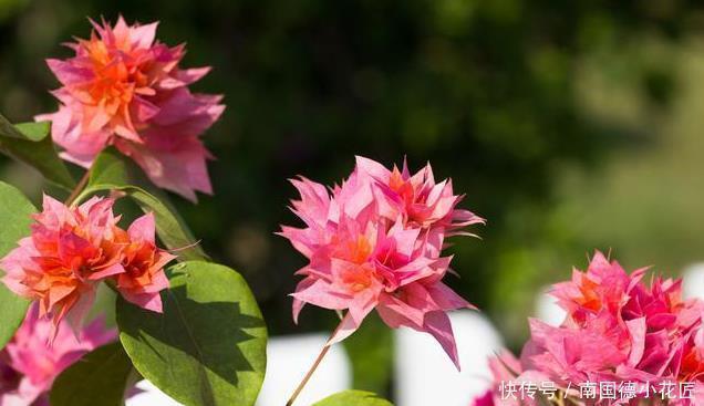 三角梅|喜欢养三角梅，不要错过此6个品种，开花真的太勤了