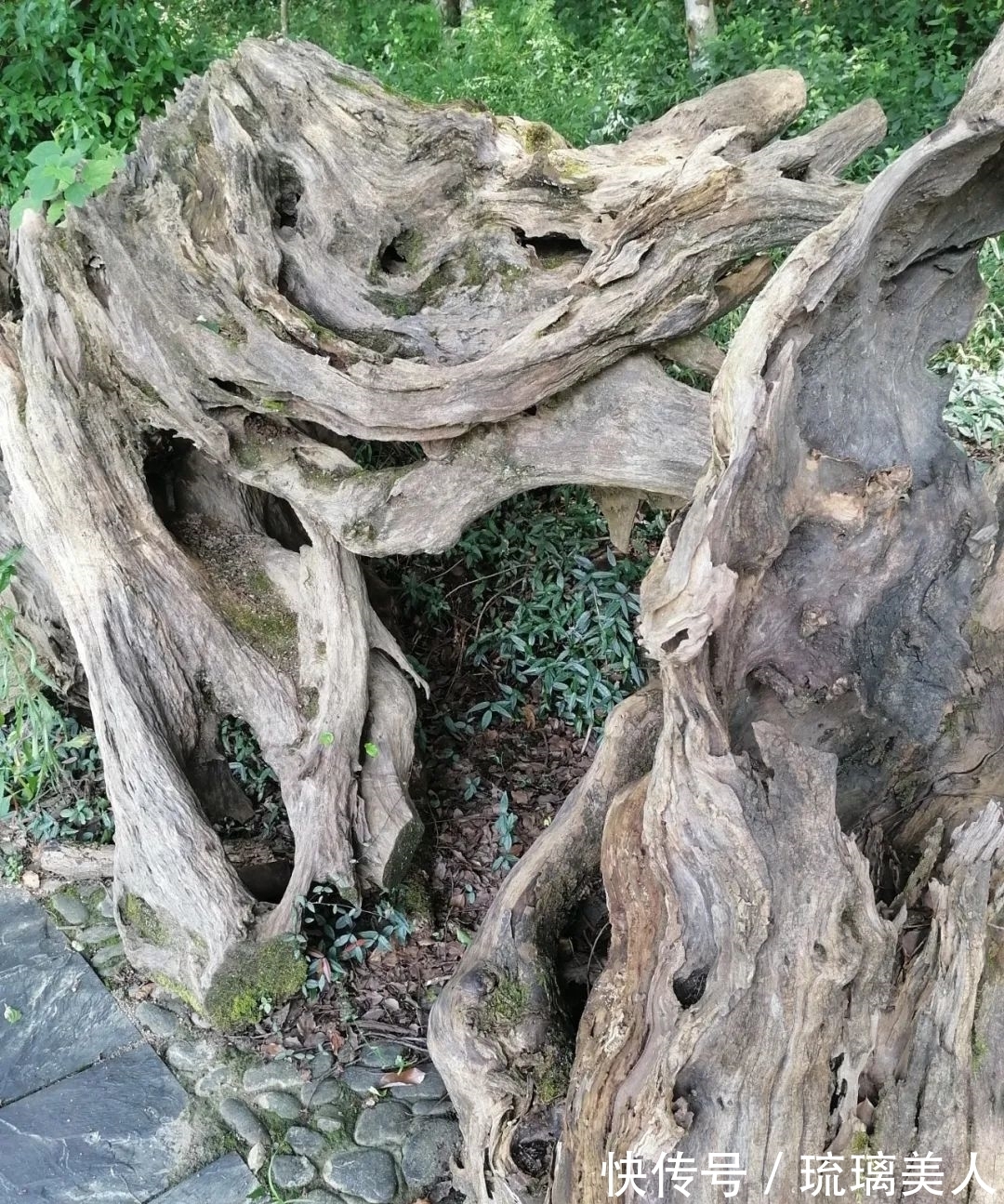 丹霄|两山吟草——程大利匡庐黄黟行