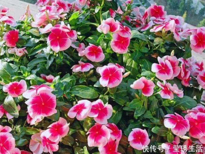 种花|4种花深受花友的喜欢，沾土就能活，开花就爆盆，不易生病好养护