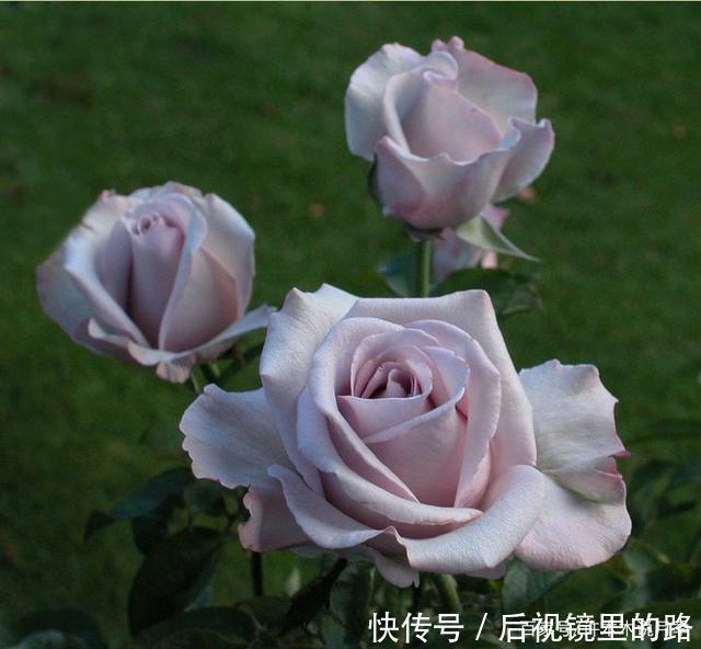 20款紫色月季品种。浓香、抗病非常好养,天然紫色唯美盛开