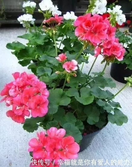 把这碗“营养液”倒在了花盆里,疯狂开花不招虫,还能冶黄叶!