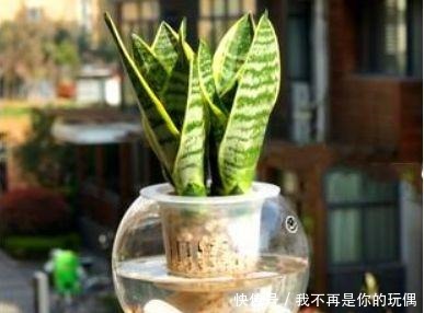 这“3种”植物在水中养,比在土壤生长“快几倍”,叶片更油绿!