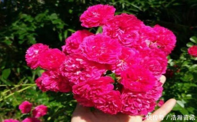 此花“冻不死”,比栀子花还香,一年花开200天,沾土就活!