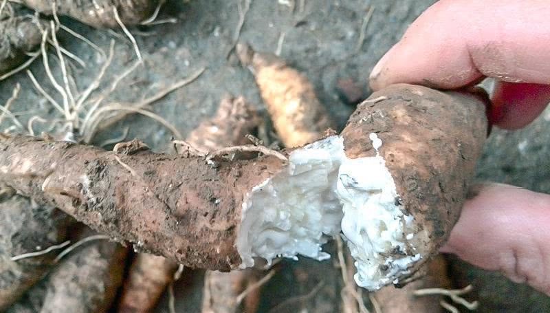 它叫“參”卻不是人參,長(zhǎng)在路邊過去常忽視,目前3元一兩