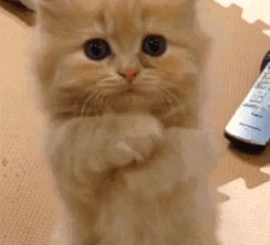 毛发|讲一件悲伤的事：肥胖会加重脱发