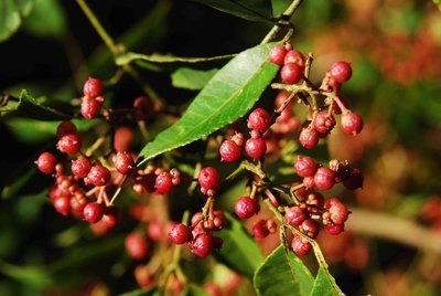 花椒酒打败了骨科专家!治膝盖痛、腿疼、骨刺…太好用了