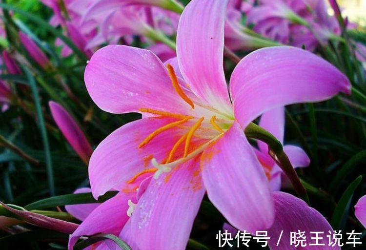 农历十月初三立冬后,养什么花?以下3种花,身心同康福气盈盈