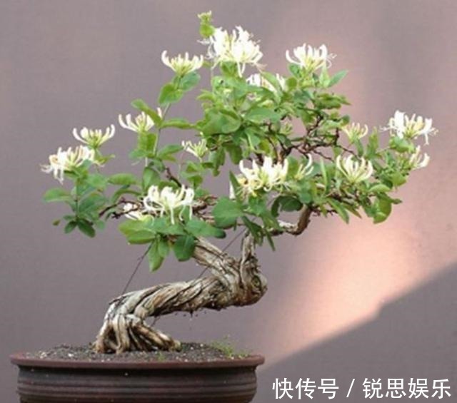 花友们|“2种花”现在扦插正好,剪个枝插盆里,易生根,很快长出一大盆