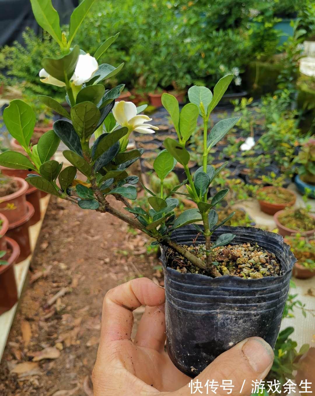 3种“小盆景”能香几十年,客厅养一盆,小巧高雅,富贵不俗