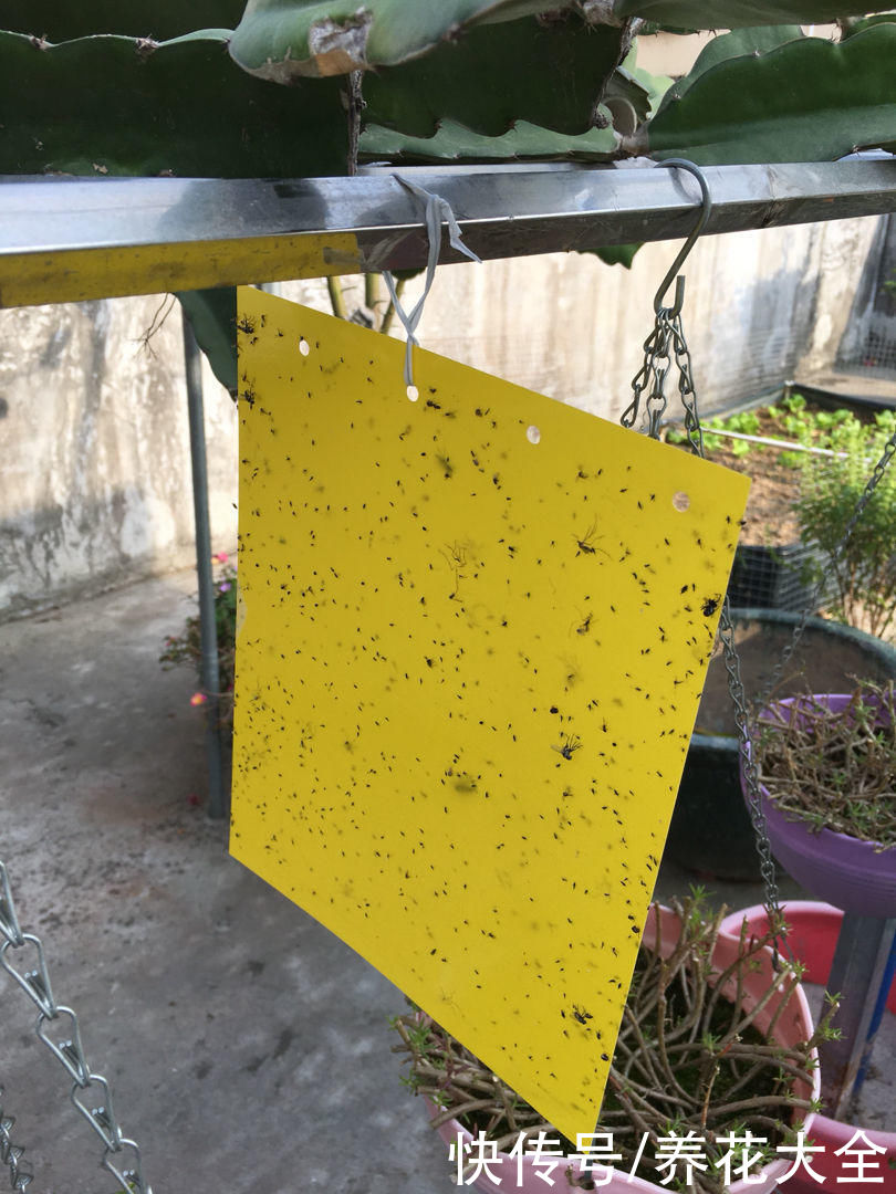 飞虫|夏天养花杀虫大法，简单易上手，从此花虫去无踪