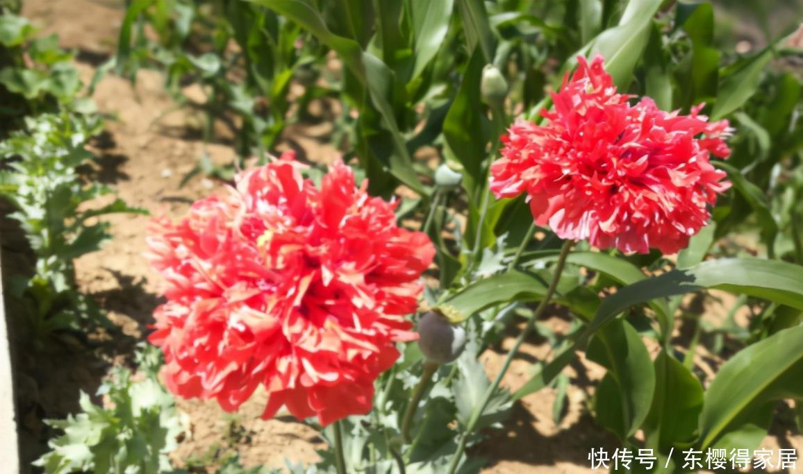 养花得遵守“规则”,知道哪些“底线”不能踩,什么花不能栽?
