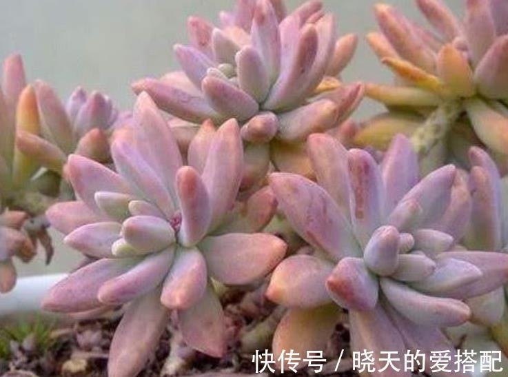 秋丽和丸叶姬秋丽,两种多肉如何选择,看看老花匠怎么说?