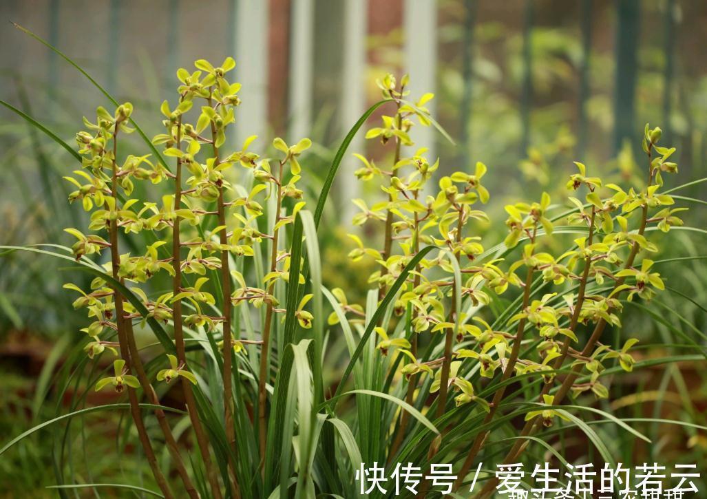 氮肥|兰花枯黄别担心,从这2个方面入手,轻松解决黄叶病!