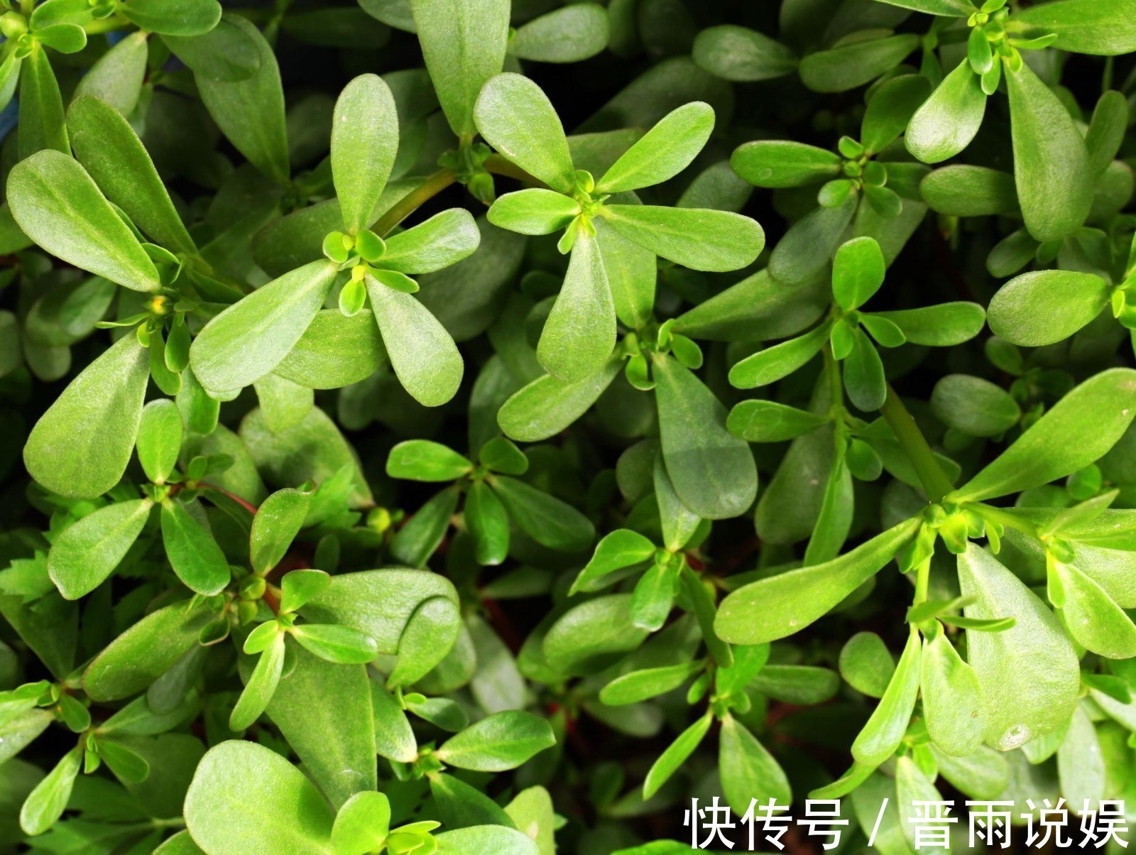 传染病|长期用马齿苋煮水喝,坚持半个月后,身体会出现神奇的变化!