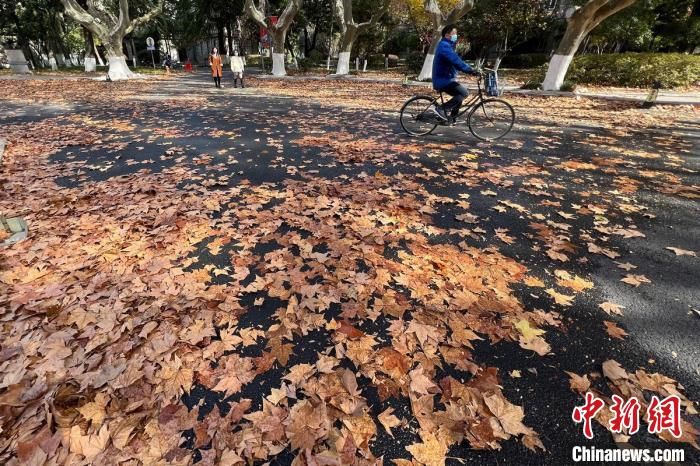 南京东南大学|南京东南大学落叶飘飘“‘醉’美200米”