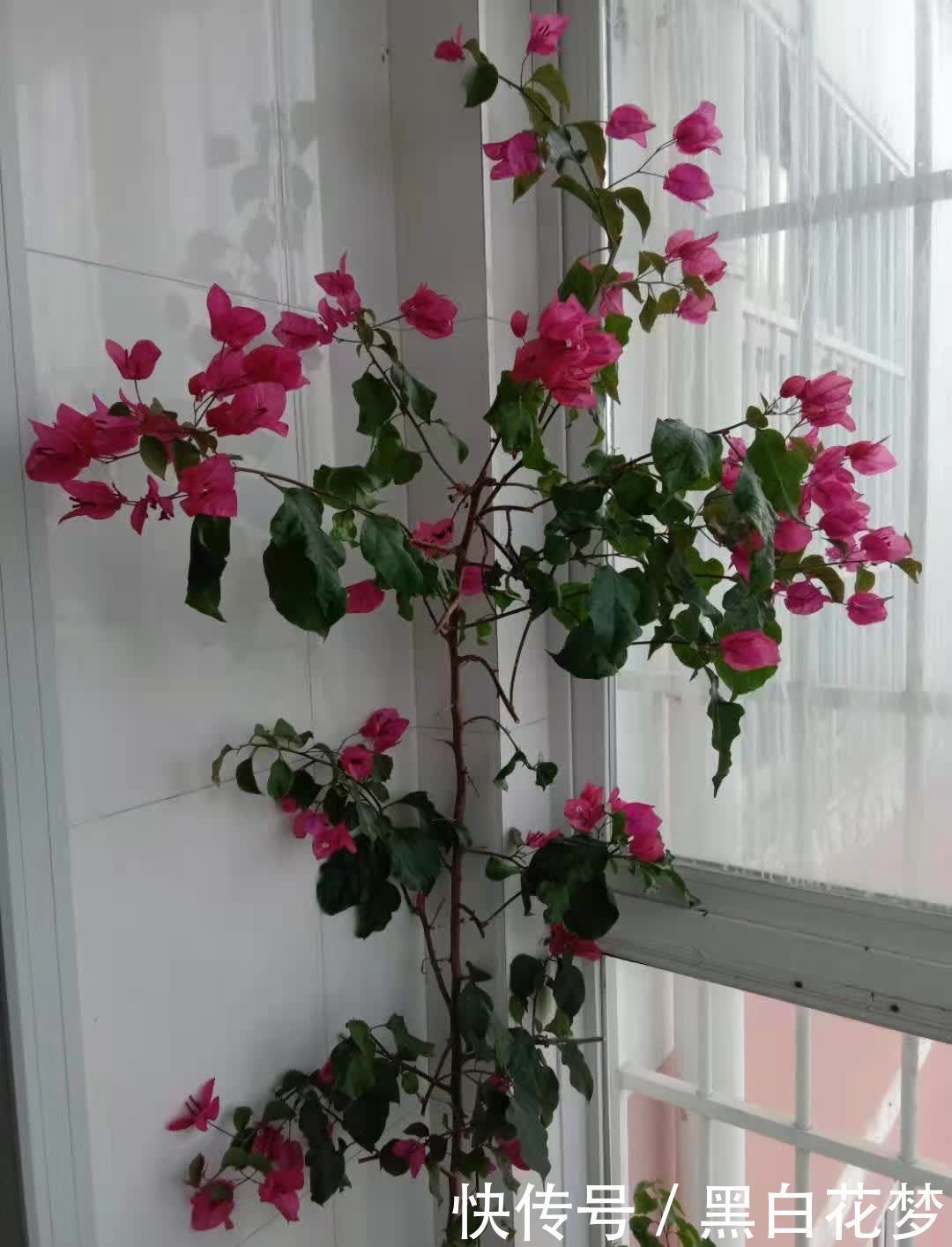 有5种花,很好养很勤花很优秀,种阳台露台上非常美