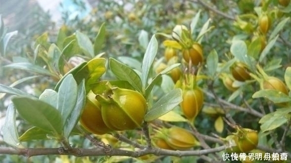 长得满树都是,摘完继续长,多到无人问津