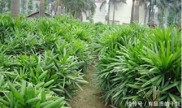 此竹最适合栽种在家,是顶级观赏盆景,做好3点,让它轻松长茁壮!