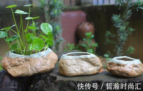 初次尝试养花，选什么植物好？盆栽此4款，搁室内漂亮又好养！